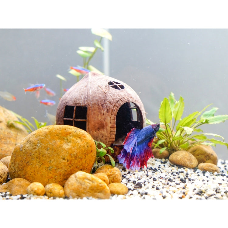 fish hiding accessories Aquarium Cave Coconut Shell Cave, Fish Hide Cave, Cloves Cave, Betta F – Dova Art