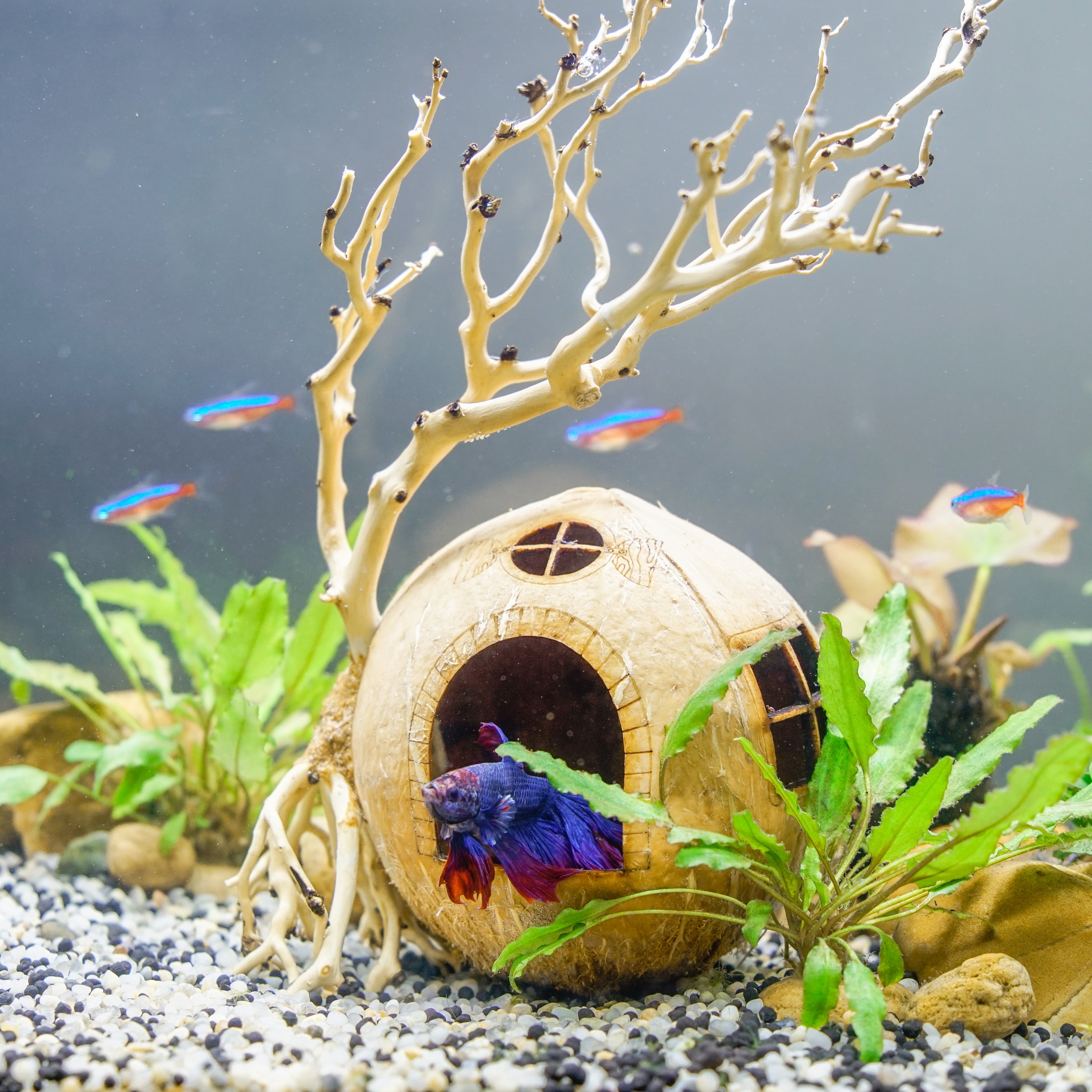 Coconut Shell Cave With Driftwood Bonsai Aquarium Cave, Fish Hide