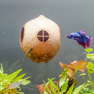 Aquarium Cave Coconut Shell With Suction Cup Mounted On The Wall Of The Fish Tank, Fish Cave 4 inch by Dovaart.com