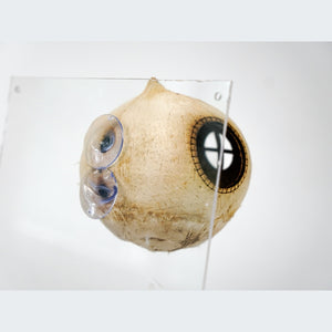 Aquarium Cave Coconut Shell With Suction Cup Mounted On The Wall Of The Fish Tank, Fish Cave 4 inch by Dovaart.com