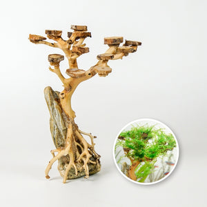 Aquarium Driftwood Moss Bonsai Tree Aquascape, Terrarium Aquarium Tank Decor, Betta Fish Moss Tree by Dovaart.com