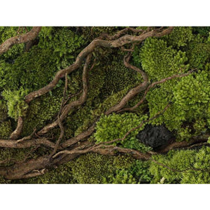 Dova Art Circle Moss Art, Living Moss Wall Art, Preserved Moss Art No Maintenance, Moss Pictures, Modern Moss Art Designs For Minimalist Homes by Dovaart.com