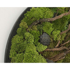 Dova Art Circle Moss Art, Living Moss Wall Art, Preserved Moss Art No Maintenance, Moss Pictures, Modern Moss Art Designs For Minimalist Homes by Dovaart.com