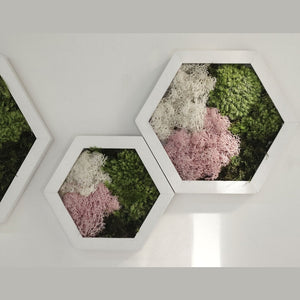 Dova Art Hexagon Moss Wall Art Panels Made with Real Moss No Maintenance Required, Preserved Moss Art Frame, Hanging Moss Art, Live Wall Moss Decor by Dovaart.com