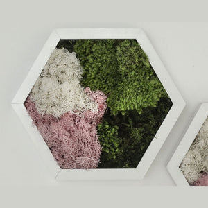 Dova Art Hexagon Moss Wall Art Panels Made with Real Moss No Maintenance Required, Preserved Moss Art Frame, Hanging Moss Art, Live Wall Moss Decor by Dovaart.com