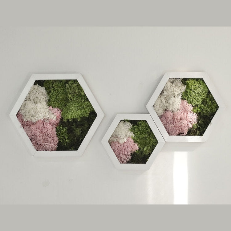 Dova Art Hexagon Moss Wall Art Panels Made with Real Moss No Maintenance Required, Preserved Moss Art Frame, Hanging Moss Art, Live Wall Moss Decor by Dovaart.com