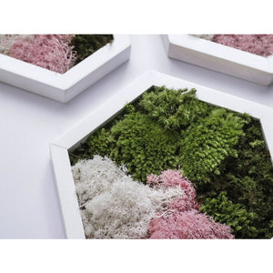 Dova Art Hexagon Moss Wall Art Panels Made with Real Moss No Maintenance Required, Preserved Moss Art Frame, Hanging Moss Art, Live Wall Moss Decor by Dovaart.com