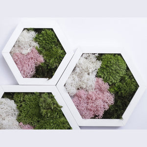 Dova Art Hexagon Moss Wall Art Panels Made with Real Moss No Maintenance Required, Preserved Moss Art Frame, Hanging Moss Art, Live Wall Moss Decor by Dovaart.com