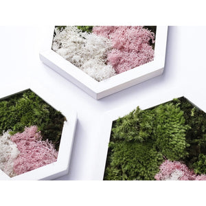 Dova Art Hexagon Moss Wall Art Panels Made with Real Moss No Maintenance Required, Preserved Moss Art Frame, Hanging Moss Art, Live Wall Moss Decor by Dovaart.com