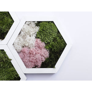 Dova Art Hexagon Moss Wall Art Panels Made with Real Moss No Maintenance Required, Preserved Moss Art Frame, Hanging Moss Art, Live Wall Moss Decor by Dovaart.com