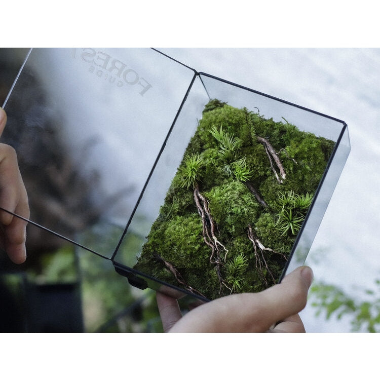 Dova Art Preserved Moss Box Terrarium, Ready-Assembled Geometric Green Centrepiece with Preserved Moss Art Decor, Botanical Moss Art, Moss Terrarium, Mossarium Desk Decor by Dovaart.com