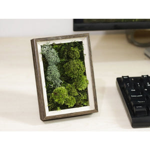 Dova Art Preserved Moss Art Frame For Desk, Frame Moss Art Desktop Mossarium Moss Frame Decor, Handcrafted Moss Art Decor For Living Rooms, Moss Art No Maintenance Required, Moss Mix Framed by Dovaart.com