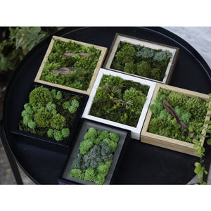 Dova Art Preserved Moss Art Frame For Desk, Frame Moss Art Desktop Mossarium Moss Frame Decor, Handcrafted Moss Art Decor For Living Rooms, Moss Art No Maintenance Required, Moss Mix Framed by Dovaart.com