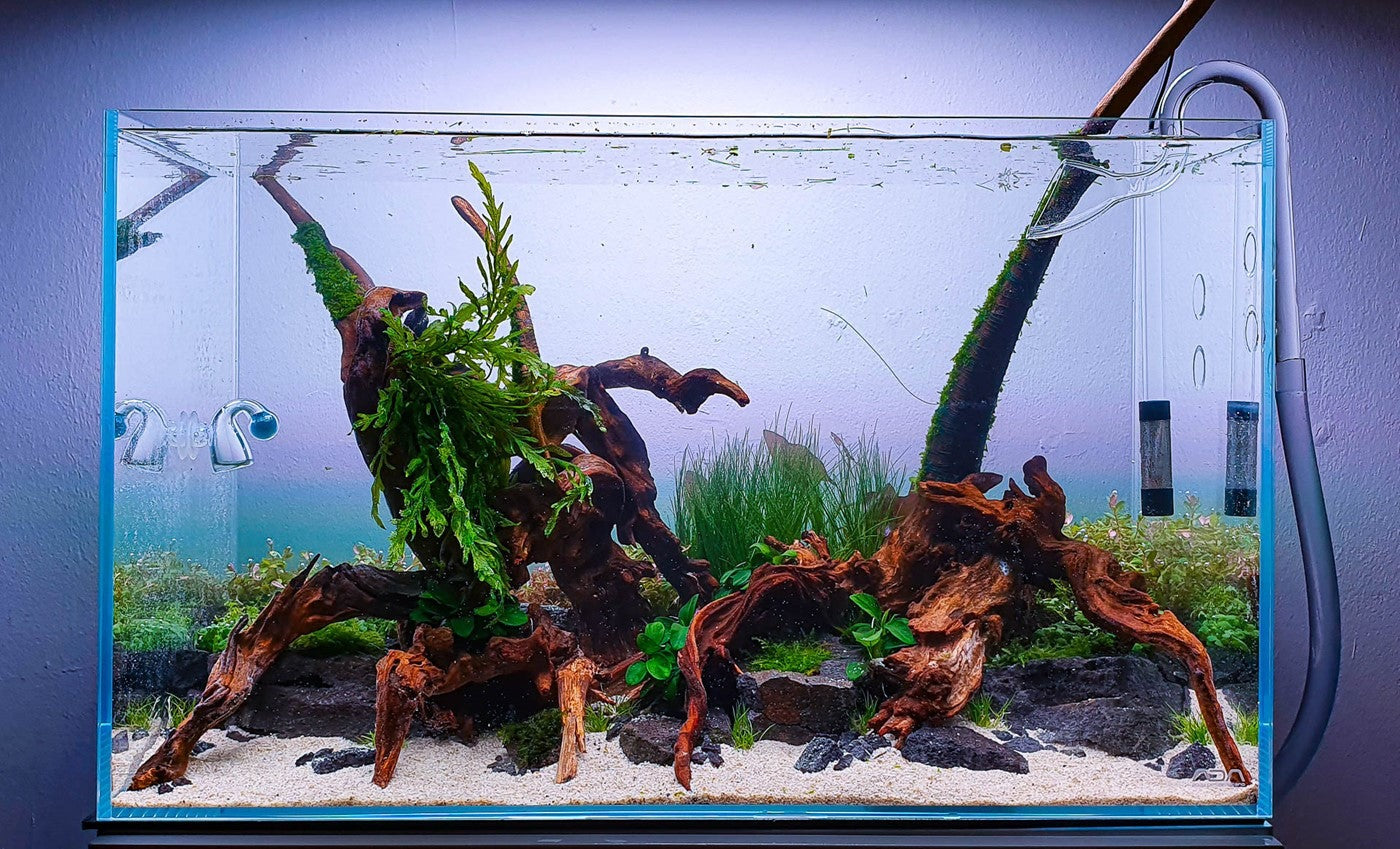 How To Boil Driftwood For Aquariums Or Fish Tank