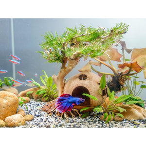 Coconut Shell Cave With aquarium driftwood bonsai, Fish Hide Cave, Cichlid Cave, Betta Fish Cave, Shrimp Cave, Planted Aquarium With Driftwood by Dovaart.com