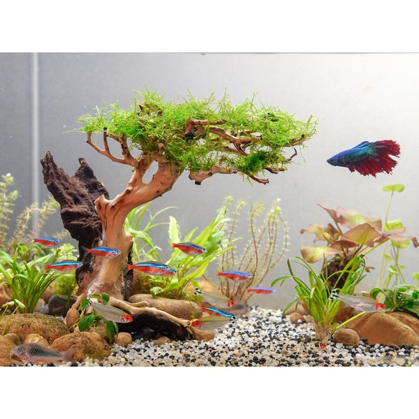 bonsai tree fish tank Moss Bonsai Tree Aquarium Driftwood Decor, Terrarium Aquarium Tank Decor