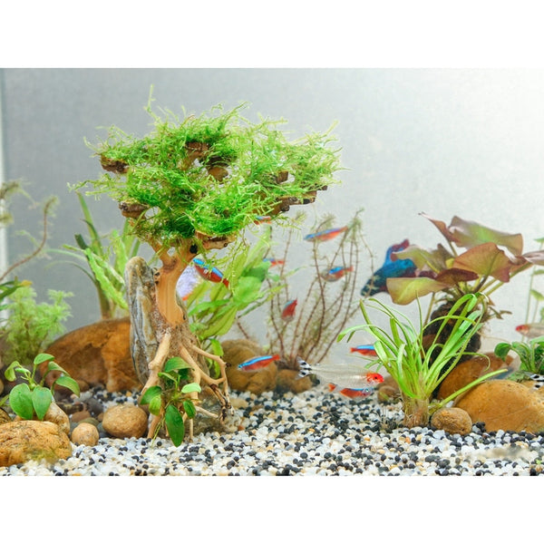 Aquarium Driftwood Moss Bonsai Tree, Betta Aquarium Decor, Driftwood Bonsai  – Dova Art
