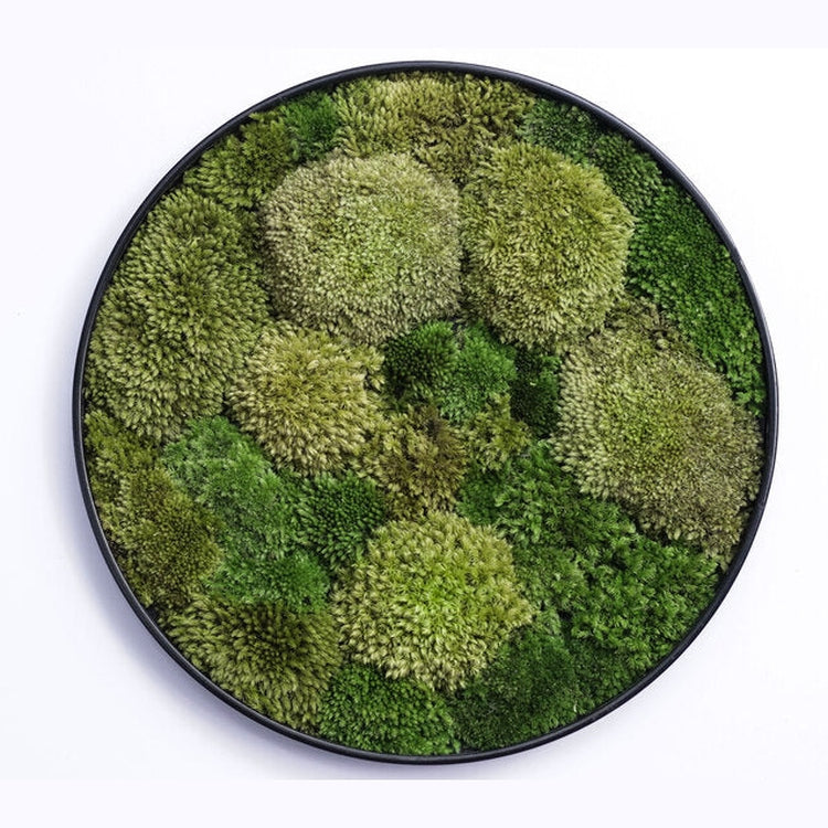 Dova Art Round Moss Wall Art, Circle Moss Art, Wall Moss Decor For Living Room, Preserved Moss Wall, Moss No Maintenance Required Moss Art by Dovaart.com