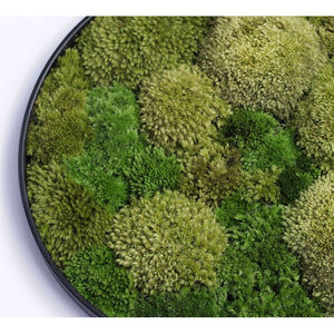 Dova Art Round Moss Wall Art, Circle Moss Art, Wall Moss Decor For Living Room, Preserved Moss Wall, Moss No Maintenance Required Moss Art by Dovaart.com