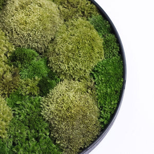 Dova Art Round Moss Wall Art, Circle Moss Art, Wall Moss Decor For Living Room, Preserved Moss Wall, Moss No Maintenance Required Moss Art by Dovaart.com