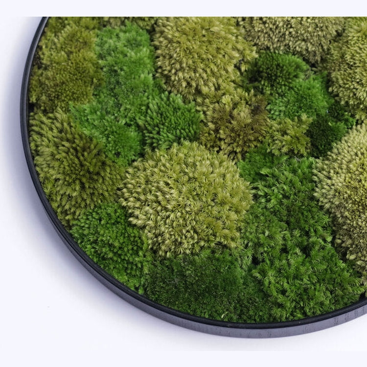 Dova Art Round Moss Wall Art, Circle Moss Art, Wall Moss Decor For Living Room, Preserved Moss Wall, Moss No Maintenance Required Moss Art by Dovaart.com