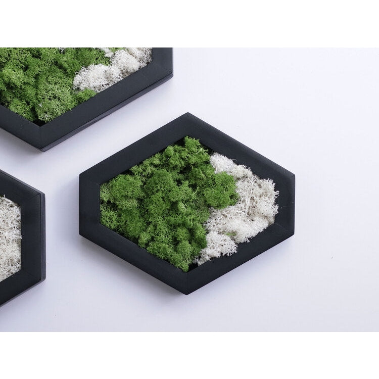 Dova Art Preserved Moss Wall Art, Moss Hexagon Wall Panels Made With Real Moss No Maintenance Required, Moss Mix Wall Art, Plant Lover's Gift by Dovaart.com