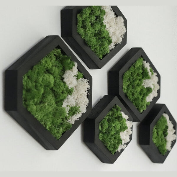 Dova Art Preserved Moss Wall Art, Moss Hexagon Wall Panels Made With Real Moss No Maintenance Required, Moss Mix Wall Art, Plant Lover's Gift by Dovaart.com