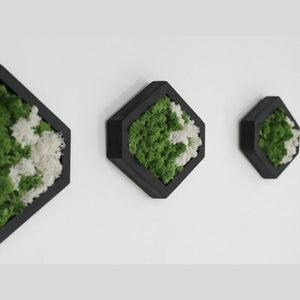 Dova Art Preserved Moss Wall Art, Moss Hexagon Wall Panels Made With Real Moss No Maintenance Required, Moss Mix Wall Art, Plant Lover's Gift by Dovaart.com