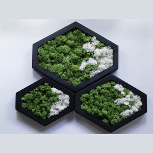 Dova Art Preserved Moss Wall Art, Moss Hexagon Wall Panels Made With Real Moss No Maintenance Required, Moss Mix Wall Art, Plant Lover's Gift by Dovaart.com