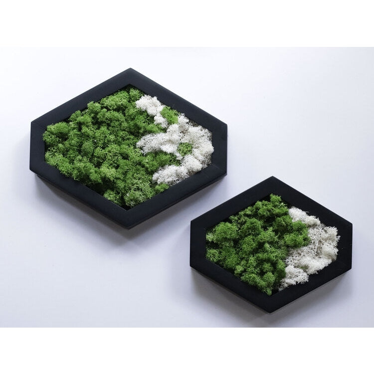 Dova Art Preserved Moss Wall Art, Moss Hexagon Wall Panels Made With Real Moss No Maintenance Required, Moss Mix Wall Art, Plant Lover's Gift by Dovaart.com