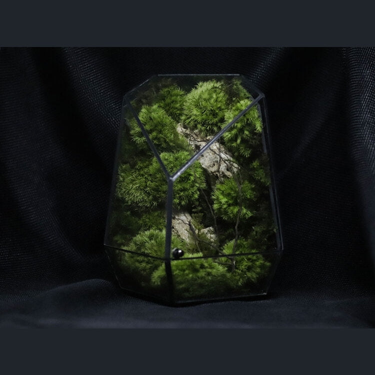 Dova Art Live Moss Terrarium For Plant Lover, Preserved Moss Art, Mossarium Desk Decor, Preserved Plant, Terrarium Moss And Plants, Terrarium Moss Art by Dovaart.com