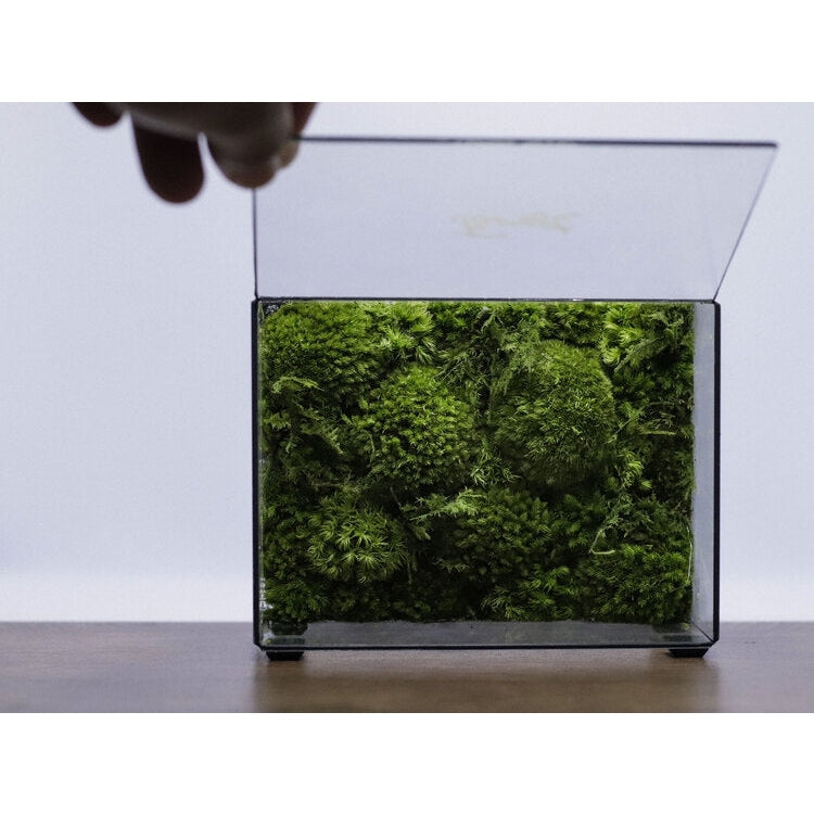 Dova Art Preserved Moss Terrarium, The Herbarium Moss Edition, Botanical Collection Box, Botanical Moss Art, Geometric Terrarium, Moss Box Terrarium by Dovaart.com