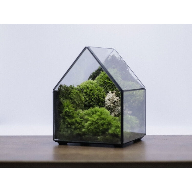 Dova Art Moss Terrarium, Preserved Moss Art, Live Moss Terrarium For Plant Lover, Mossarium Desk Decor, Preserved Plant, Terrarium Moss And Plants by Dovaart.com