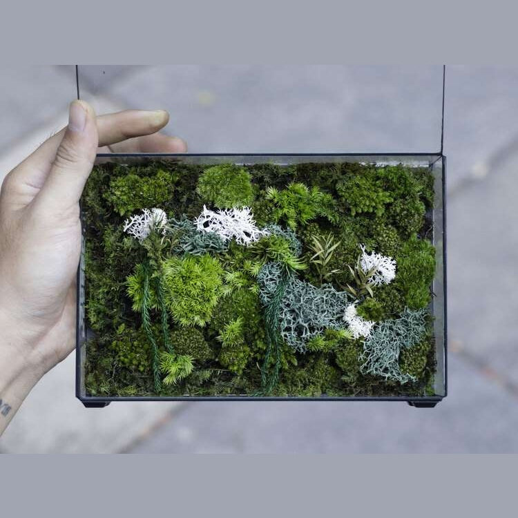 Dova Art Preserved Moss Terrarium, The Herbarium Moss Edition, Botanical Collection Box, Botanical Moss Art, Geometric Terrarium, Moss Box Terrarium by Dovaart.com